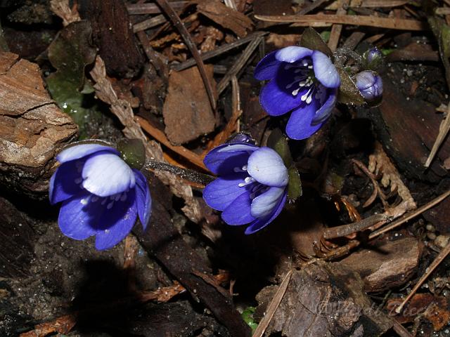 Hepatica nobilis Illertissen1.JPG